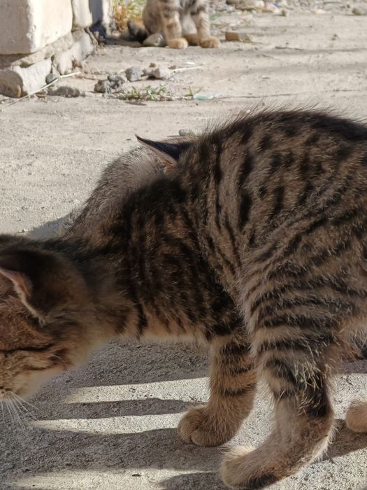 Отдам котят в хорошие руки