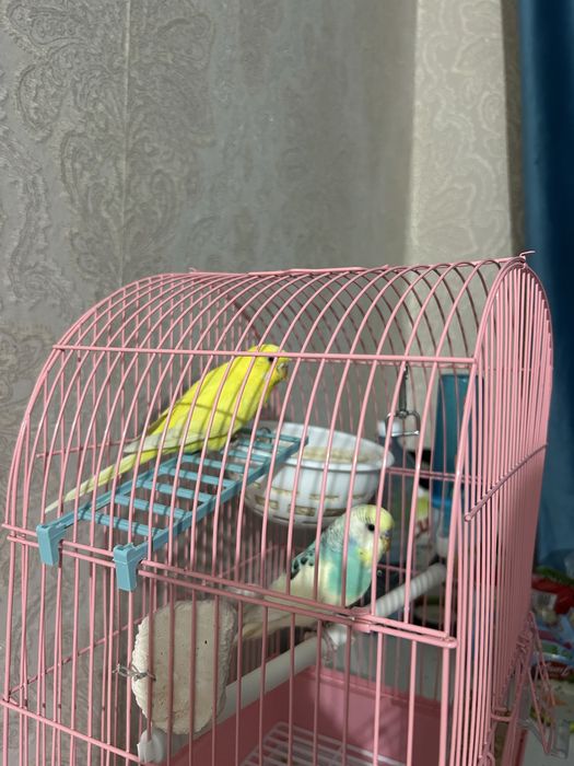 Продам попугаев с клеткой