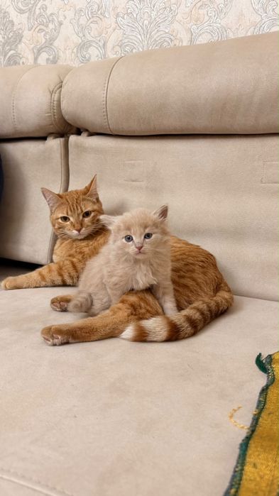 Кошка рыжая,игривая