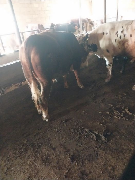 Продам Бычков на курбан-айт