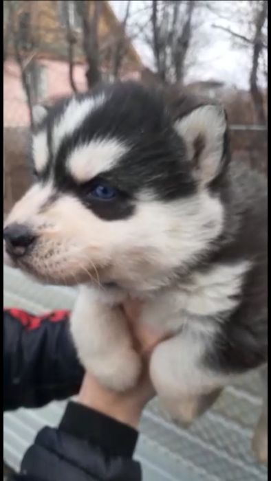 Красотка хаски с голубыми глазками