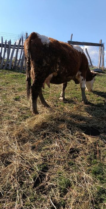 De vânzare vacă cu tăuraș de două săptămâni