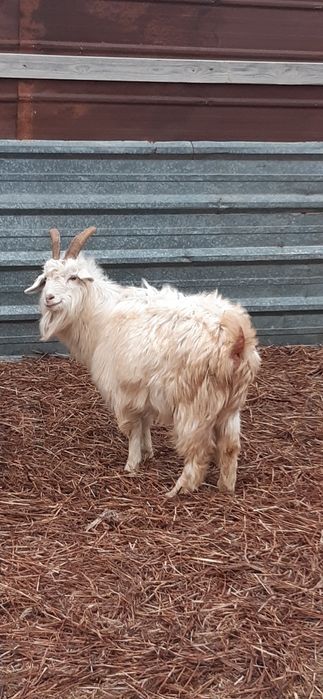 Буаз ешкілер сатылады