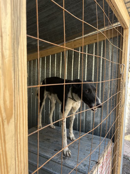 Грейхортый 1,2 года продается