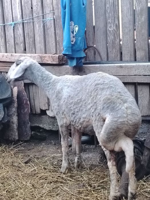 Oi caracul de Botoșani