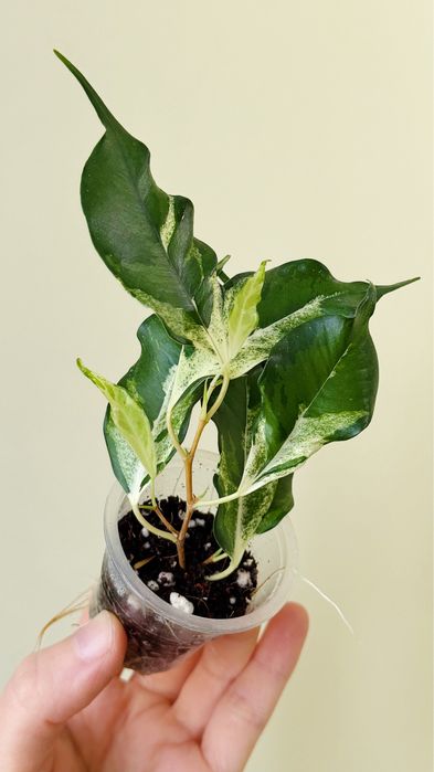 Фикус керли, папоротник асплениум вар