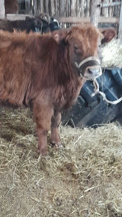 Продам  бычков от 10 мес