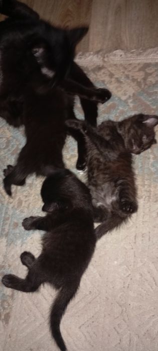 Отдам котят вислоухих шотландцев девочки