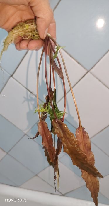 Криптокорина бурая