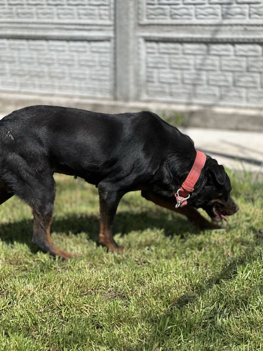 Эмма ротвейлер ищет семью.