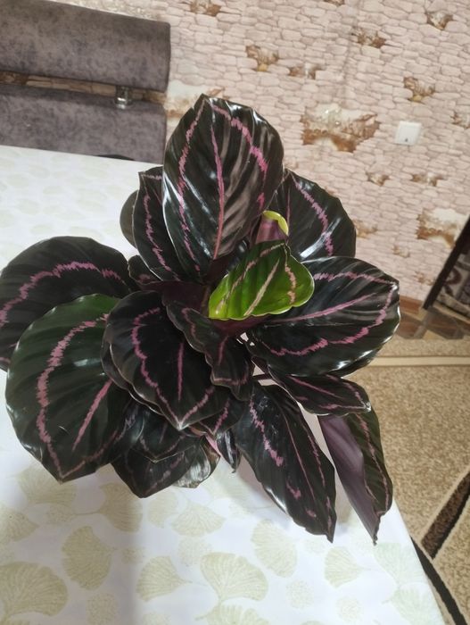 Домашние цветы. Разные.