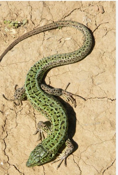 Ящерица прыткая.