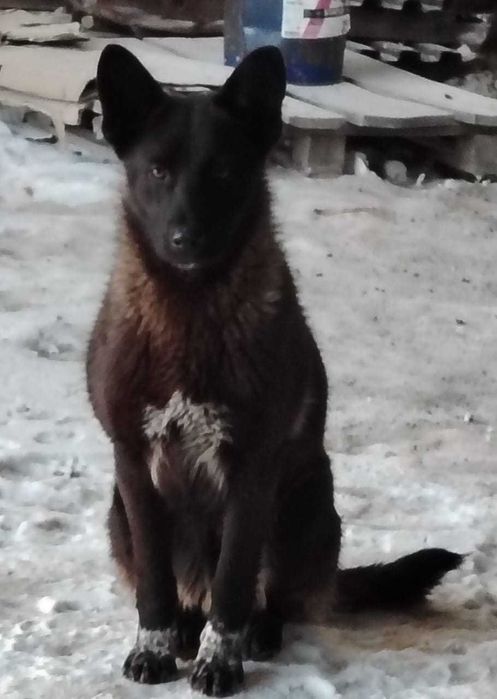 Собакам нужен дом! Срочно!