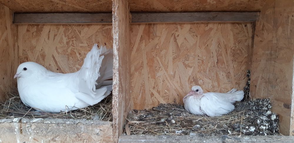 Porumbei albi pentru eveniment (curcani)