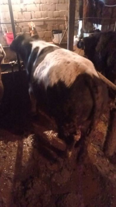 Продам бычки, буха сатылады семіз бордақы