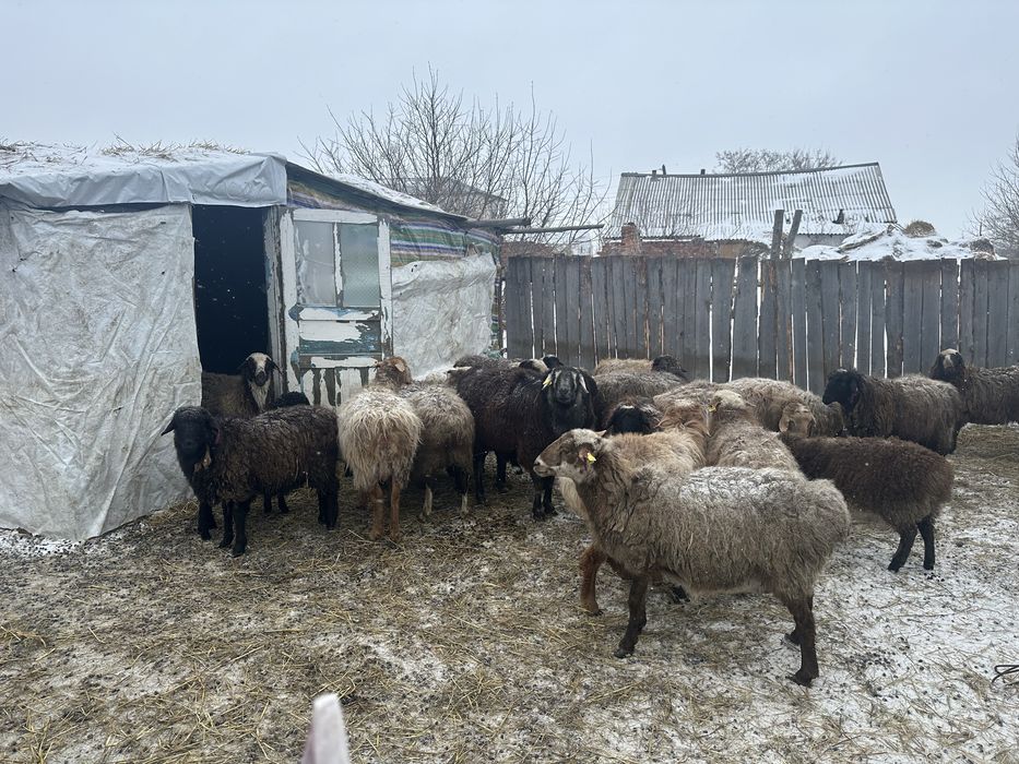 Овцы, на развод, разного возраста.