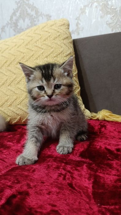 Британский котенок/мальчик