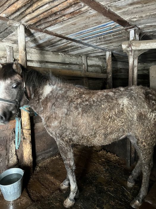 Байтал с откорма есть обмен