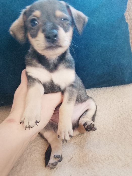 Отдам щенка бесплатно