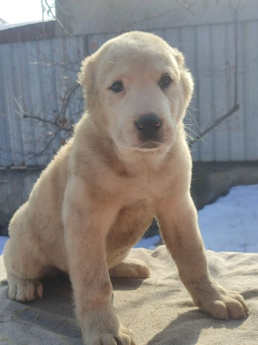 Породные щенки САО Алабай