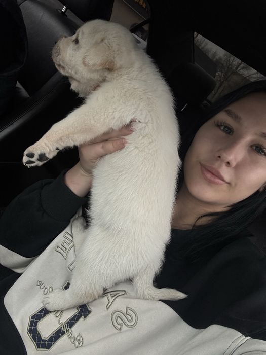 продам лабрадора