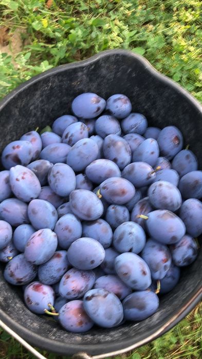 Prune de vazare - Mai multe soiuri, atat de masa cat si  pentru tuica