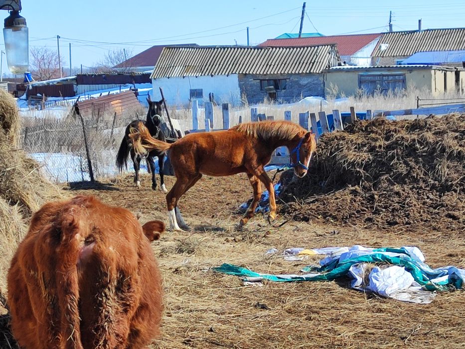 Данчак тай сатылады