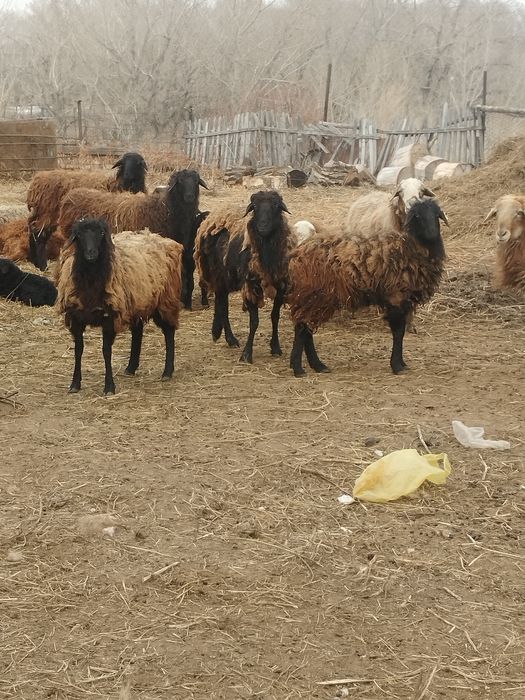 Продам Баран находятся в майском районе