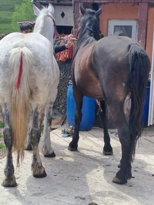 Vand două iepe de 4 si 8 ani