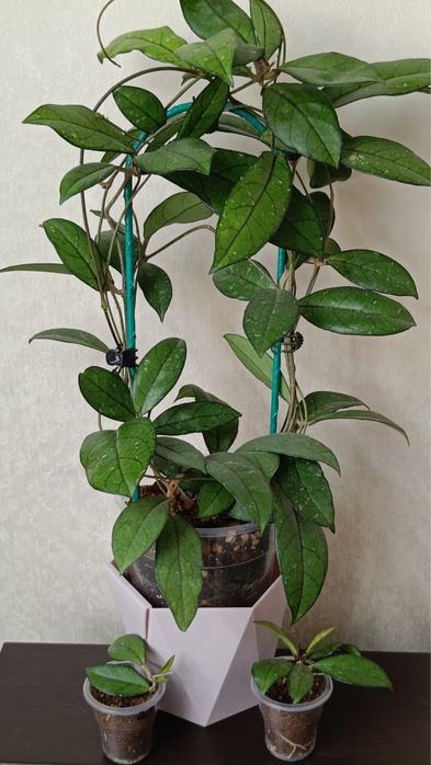 Хойя  Сабах 961, Крассипетиолата Да Нанг