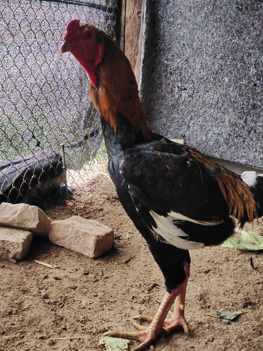 Молодой дакан бойцовый кораз сатылады