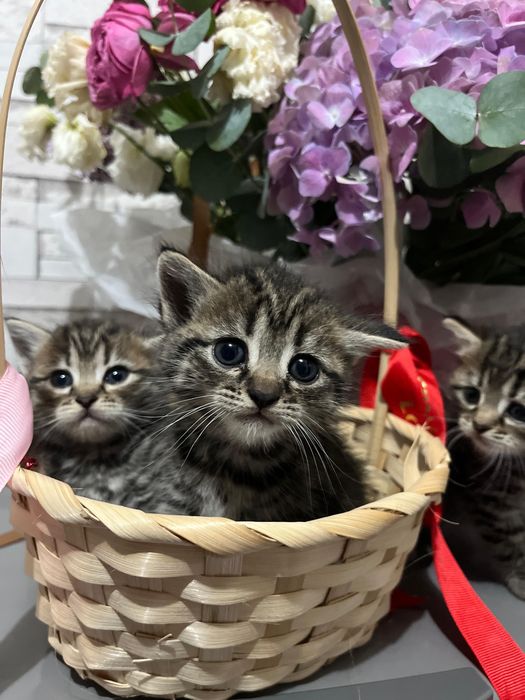 Продам котенка шотландская