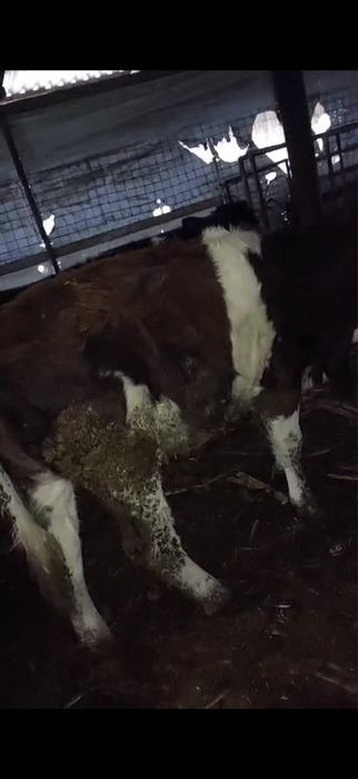 De vanzare vitele grase