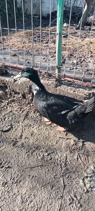 Vând o rață românească și un cocoș