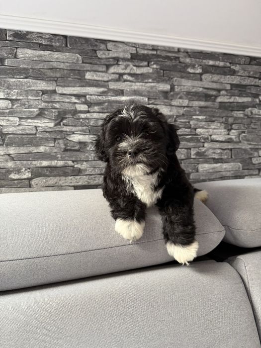Bichon Havanez deosebit