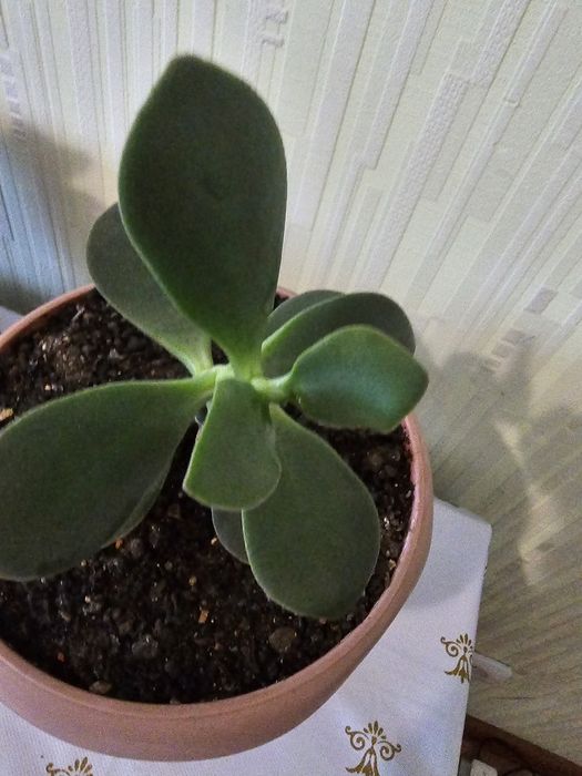 Толстянка денежное дерево