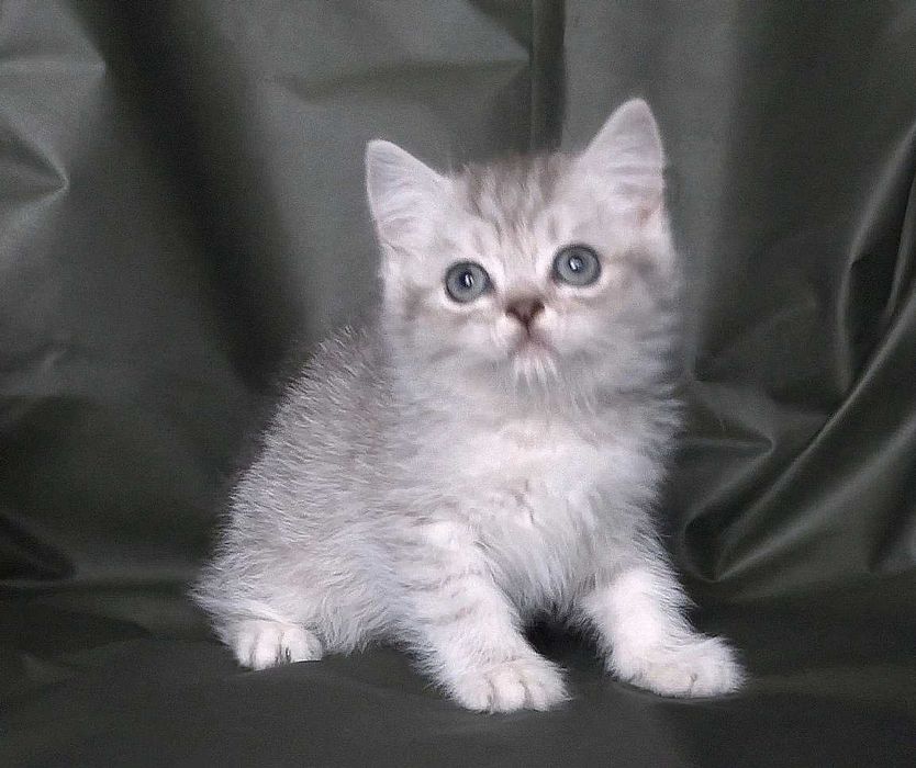 Шотландско и Британско късокосмести котенца