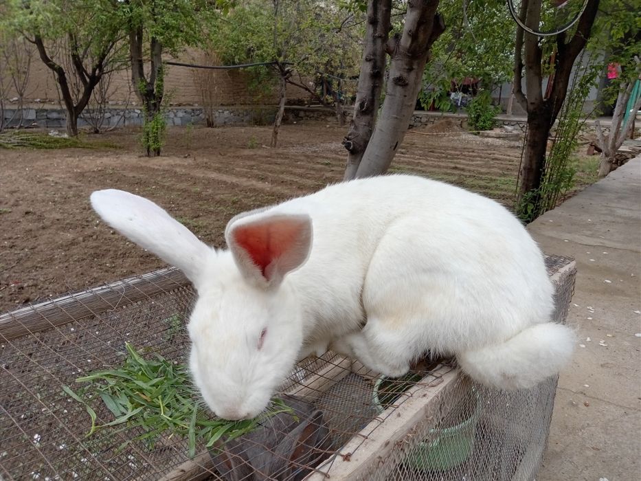 Катта великан эркак куен сотилади.