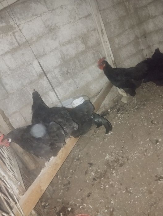 Tovuq xoʻroz sotiladi tuxumda qora shahzoda oltita tovuq 1ta xoroz