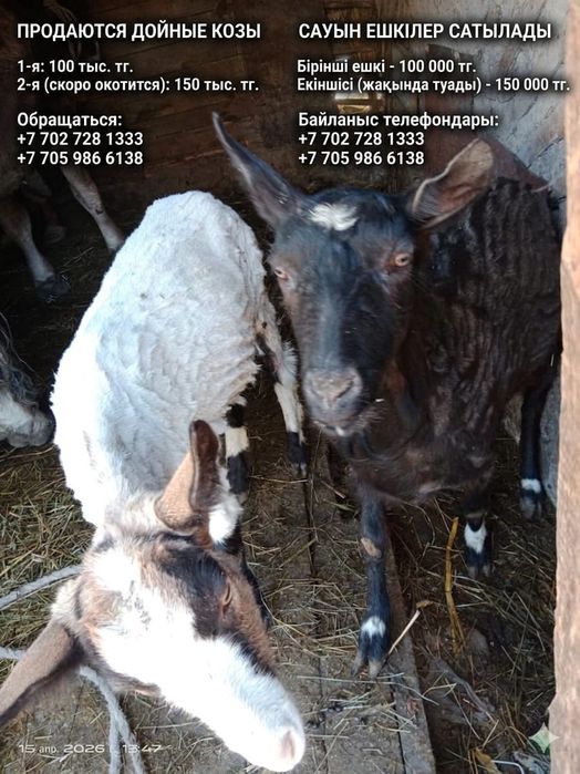 Продам коз дойных