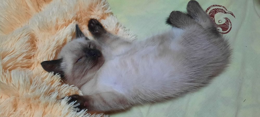 Отдам котёнка в добрые руки