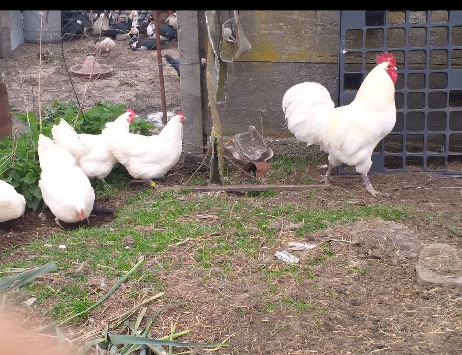 Oua incubat Australorp Alb