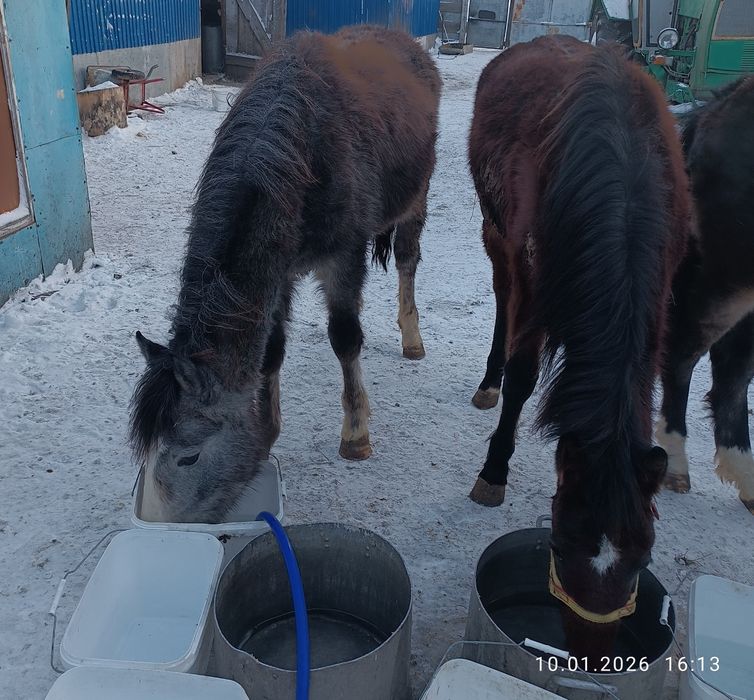Продам жеребчиков