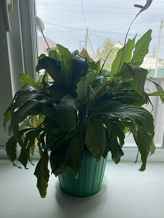 Цветы 2000 тг-1500 тг-1000 тг