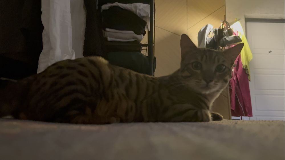 Бенгальский кот, 10 месяцев