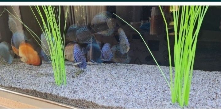 Kvarts galka akvarium uchun