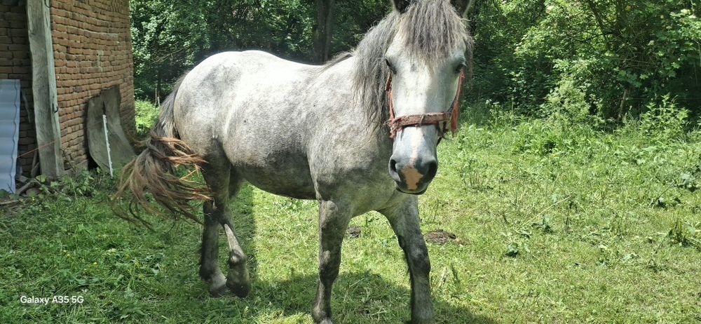 Vand Manza si Vaca