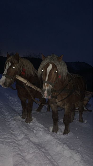 Vand armasarii fitero