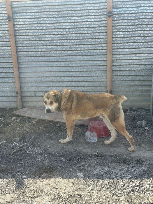 Алабай даром 2 года