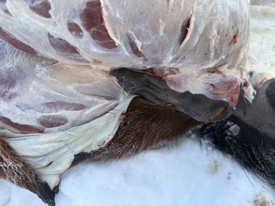 Согым семиз бие, байтал 3200 тг